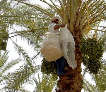 Kurma Palm Fruit Kurma Tunisia