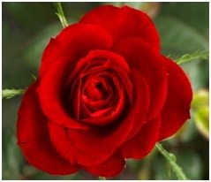 Rose bunga mawar surabaya