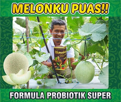Agen Biotogrow Pupuk Organik murah Surabaya Hasil Melon