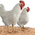 Biotoglod Microgen Nutrisi Ayam Pedaging