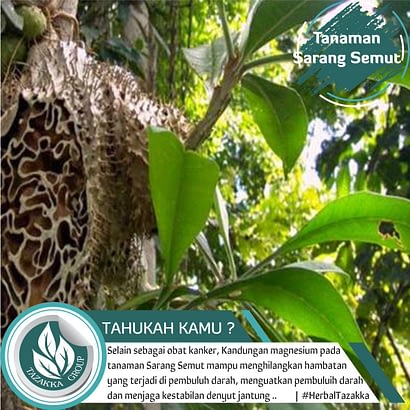 Sarang Semut Papua Agen Kapsul SARANG SEMUT Tazakka Di Surabaya